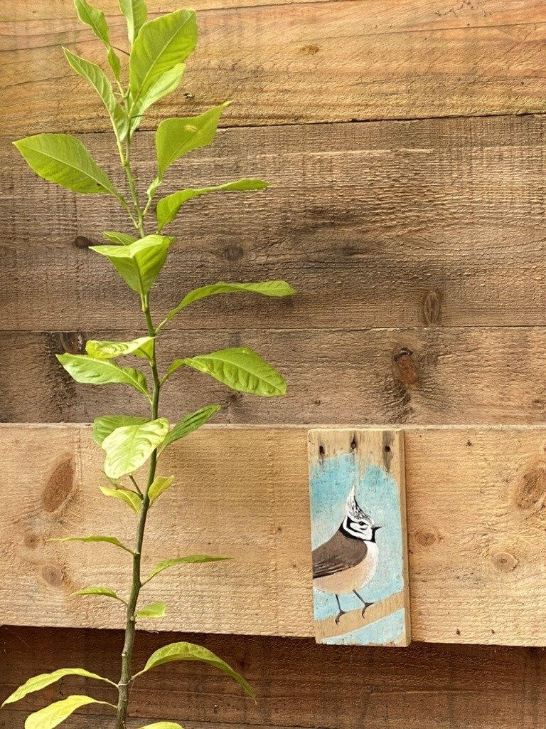 association animaation moulinoise